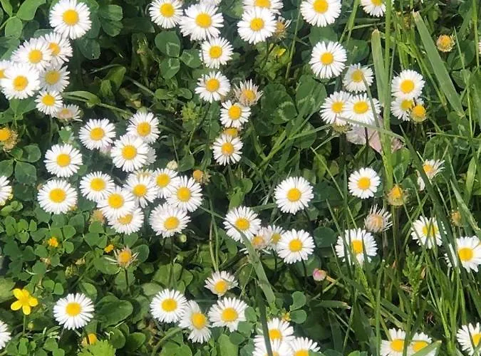 Eren * サパンジャ